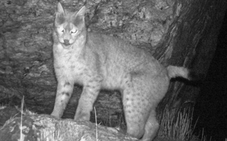 Trail Camera Captures Striking Image of Rare Eurasian Lynx in the Himalayas