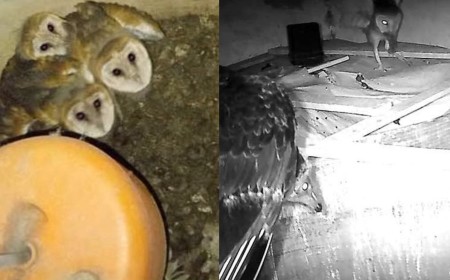 Researchers Leave Trail Camera in Abandoned House, Capture Rare Interactions Between Birds of Prey