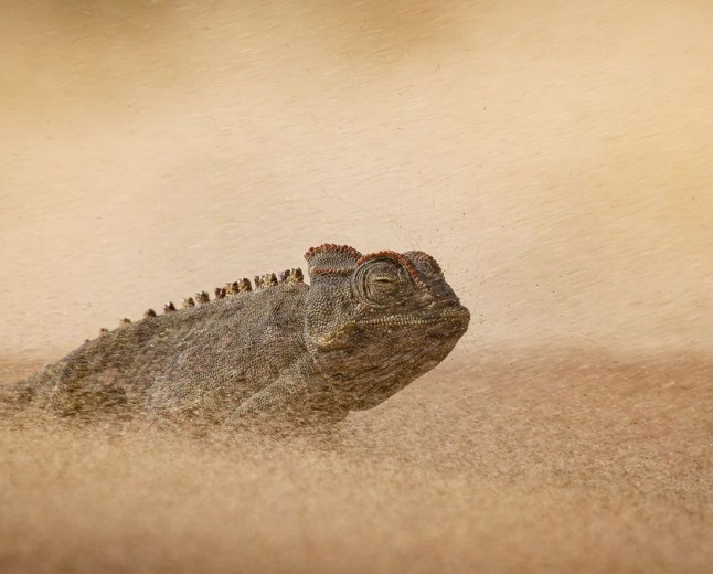 Wildlife Photographer of the Year 2026 just released a sneak peek at its incredible shortlisted winning entries — and it proves that DSLR cameras still rule this photography genre