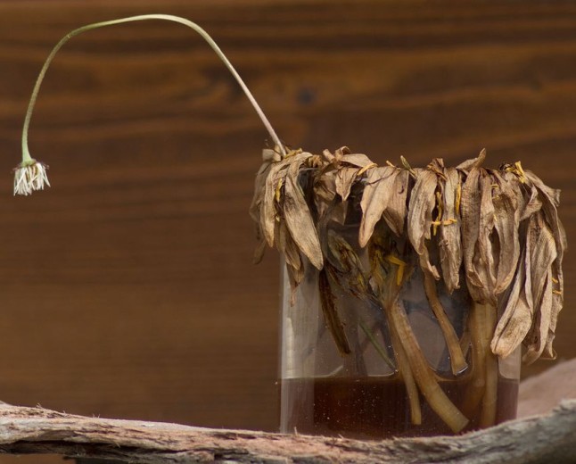 Chinese farmer kills 25 acres of crops after following AI-generated weed and pest control advice — farmer trusted pesticide recipe after months of successful advice