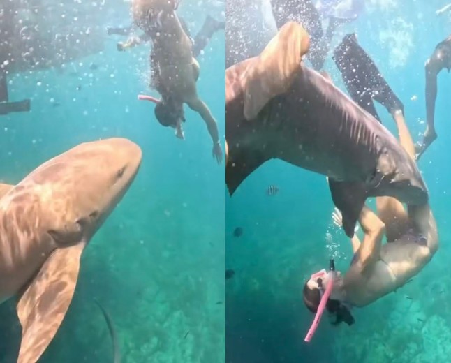 Influencers Trying to Get Photos With Sharks Keep Getting Bitten