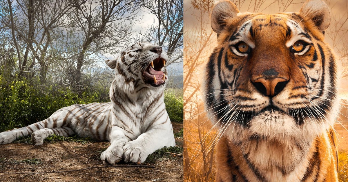 Photographing Tigers: Portraits of Big Cats Unlike Any Before
