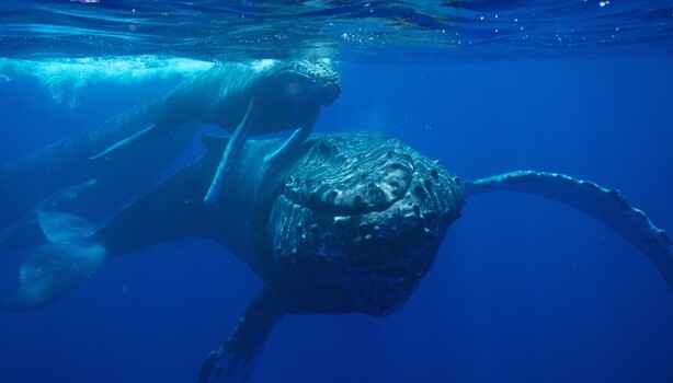 A Rescue Boat Filmed a Humpback Mother Standing Vigil Over Her Stillborn Calf