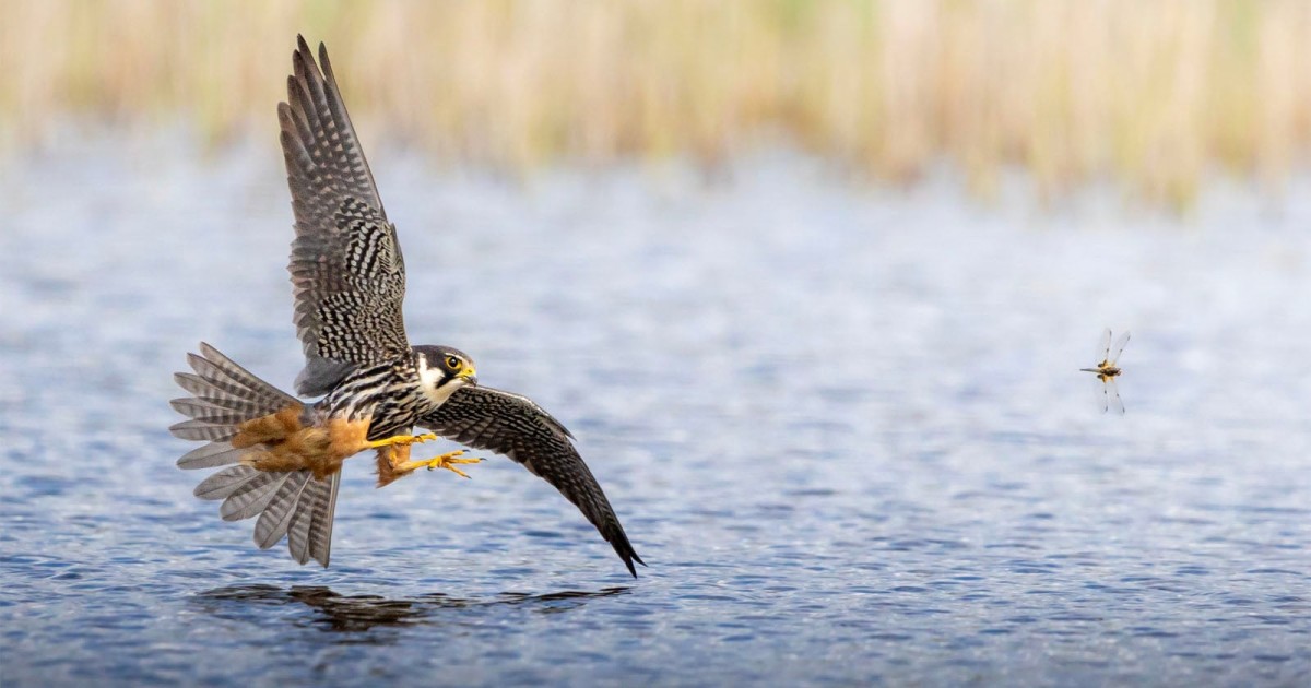 17-Year-Old Photographer Captures ‘Once-in-a-Lifetime’ Shot of Falcon Chasing a Dragonfly