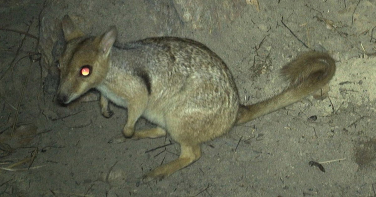 Tiny Wallaby Known as a ‘Nabarlek’ is Spotted on Trail Camera for First Time in 50 Years