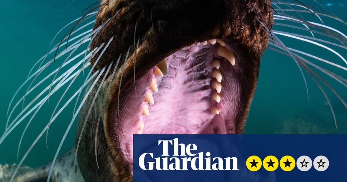 North Sea, Nature Untamed review – stunning footage finds the beauty and splendour under the water