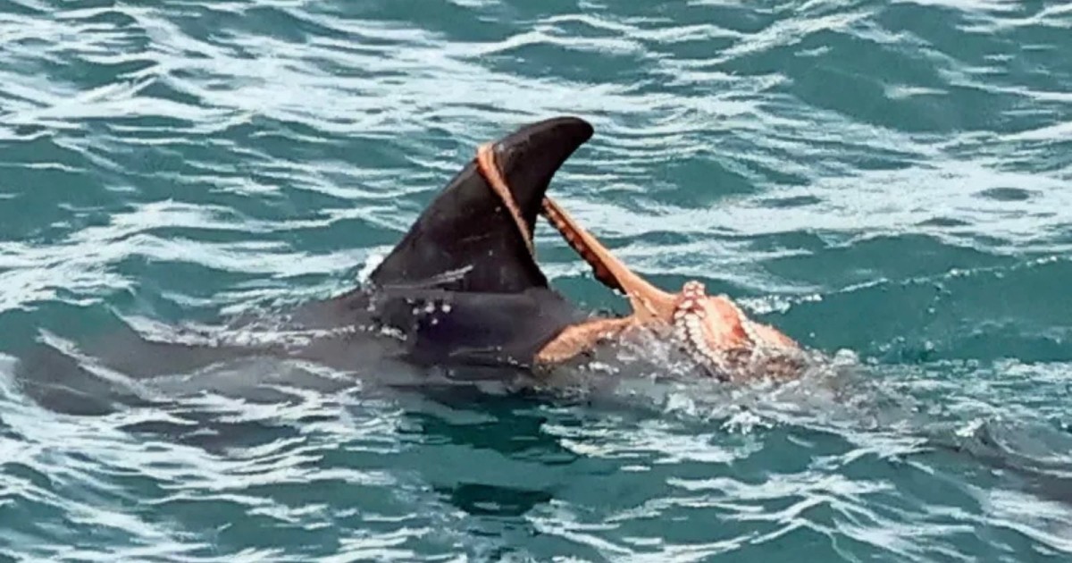 Extraordinary Photos Show Octopus ‘Riding’ a Dolphin