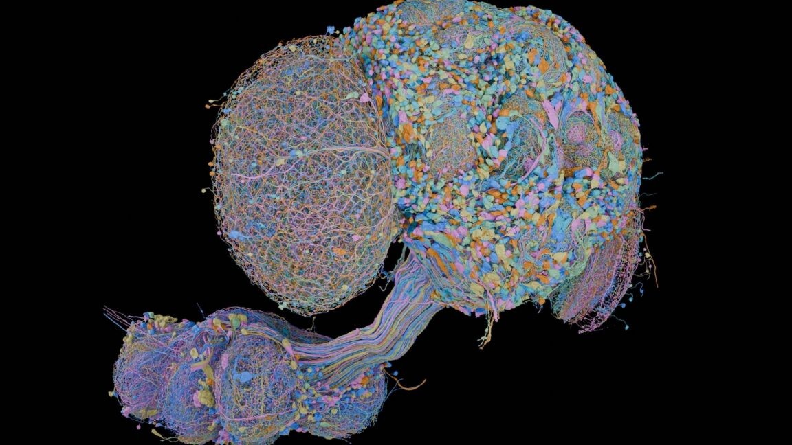 Second complete map of a fruit fly brain completed