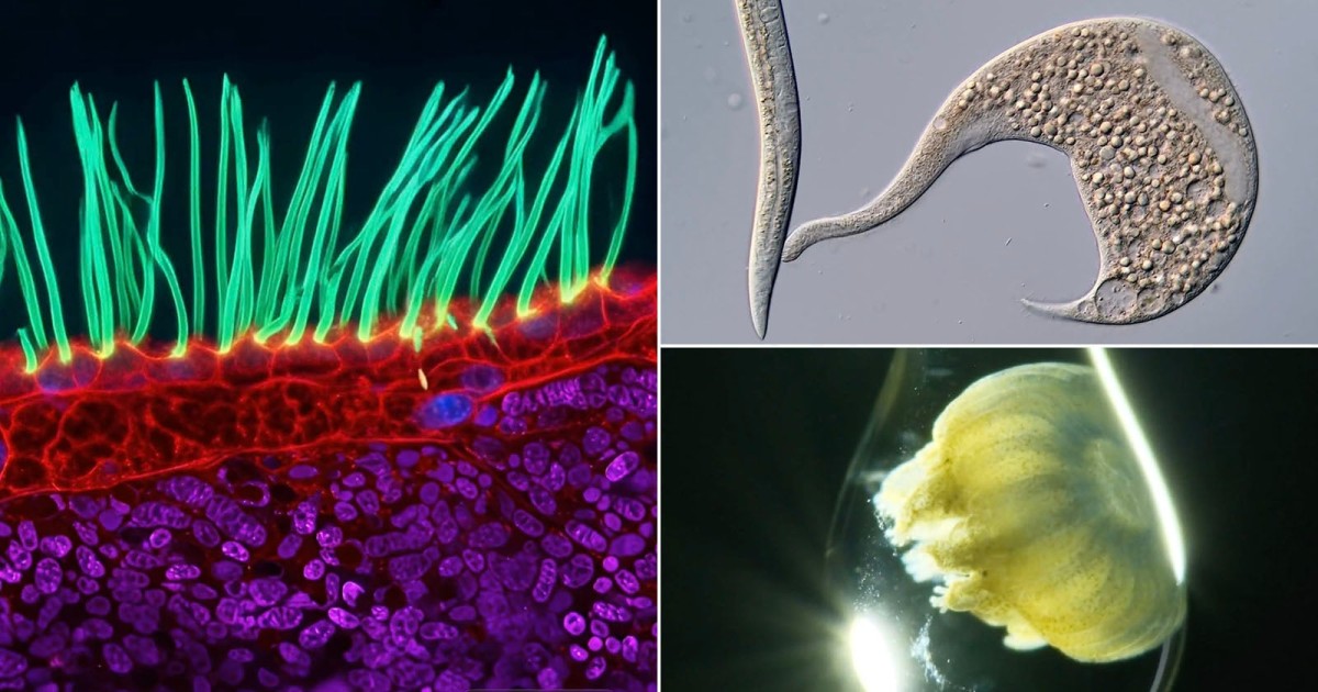 These 16 Nikon Small World in Motion Winners Show Dynamics of Nature at a Microscopic Level