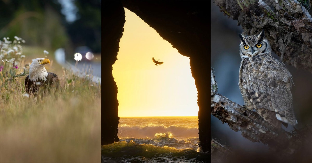The Majesty of Birds Celebrated in the 2026 Audubon Photography Awards