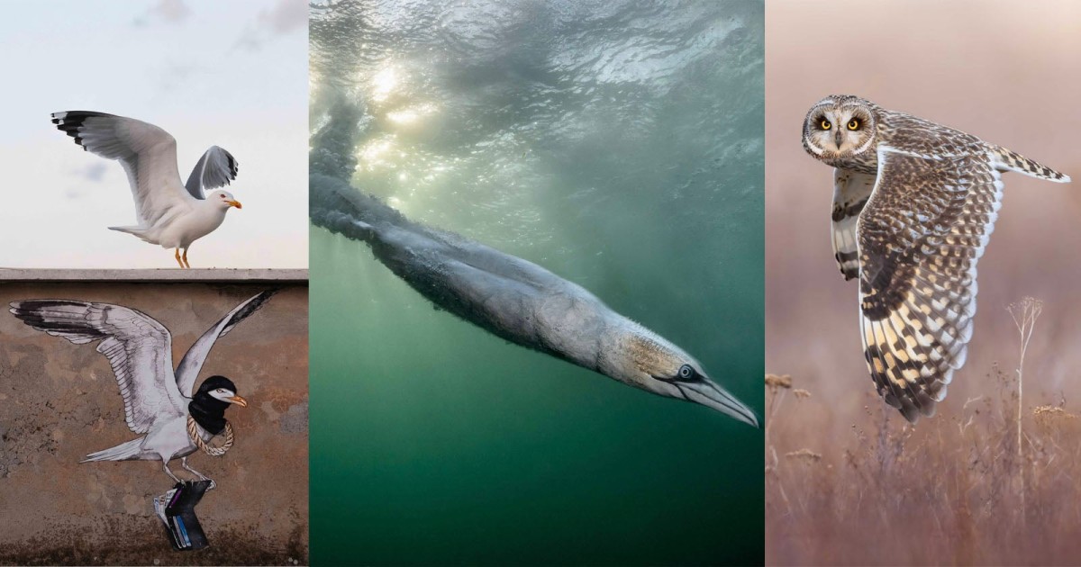The Phenomenal Winners of Bird Photographer of the Year 2026
