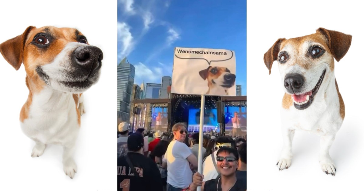 How This Photographer’s Stock Images of Her Dog Became a Viral Meme