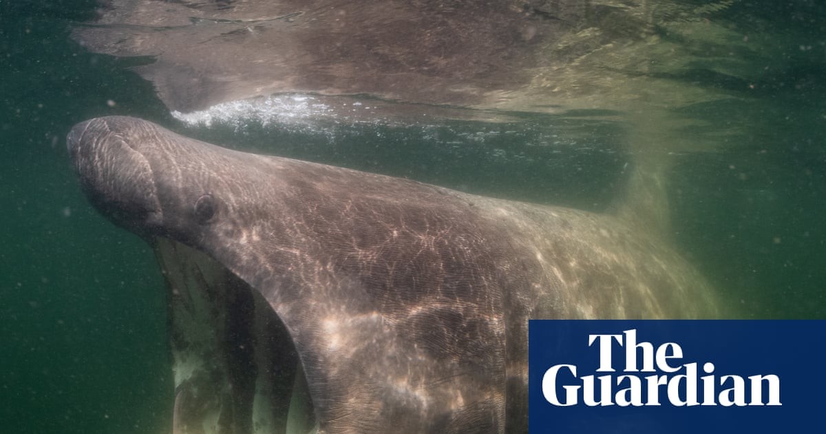 ‘Sharks are my film stars’: how the Jacques Cousteau of the North Sea finally unlocked its beauty