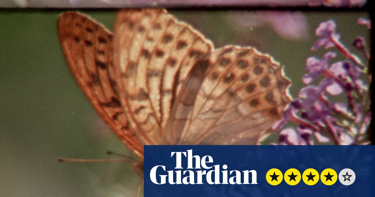 Super Nature review – crowd-sourced Super 8 film is a triumphant collage of hope for the natural world