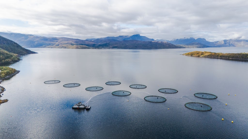 Farmed salmon may not be as nutritious as it once was, new research suggests