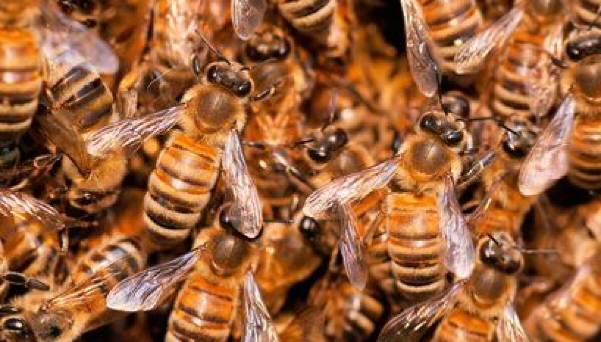Bring on the AI swarms. They’re the only thing that can defend us now that AI is free