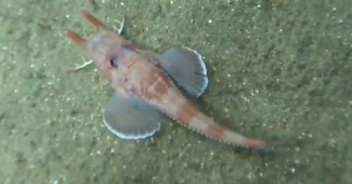 Underwater Camera Captures a Fish Walking Backward for the First Time