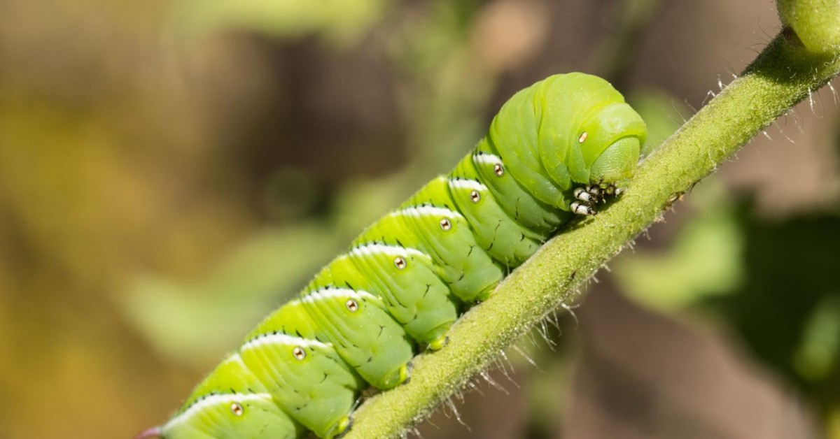 Scientists Put Caterpillars in an Ultraquiet Chamber to Learn How They Hear Without Ears