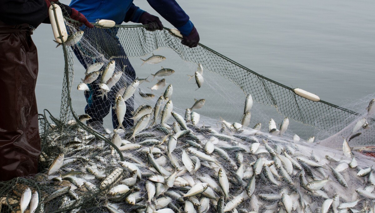 Cybercrooks trawl Fishbrain to net password hashes