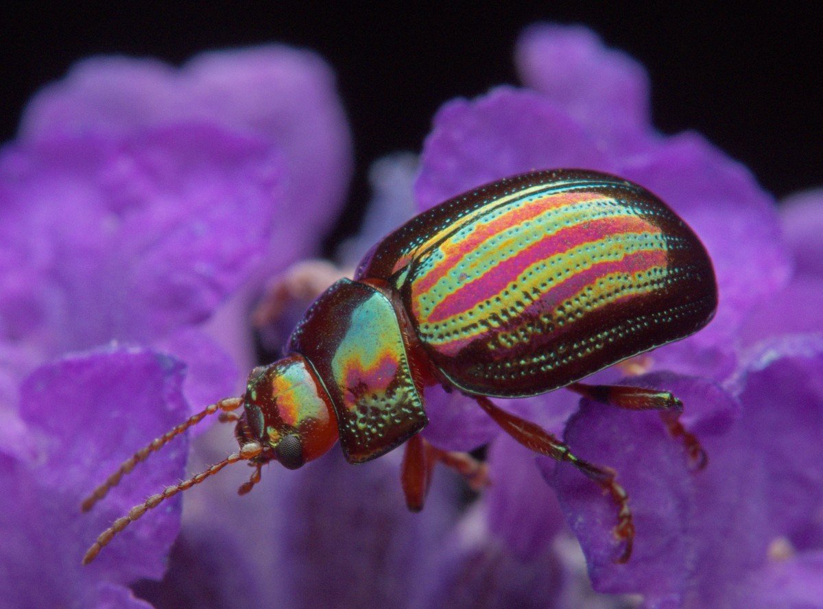 This DPReview community member zooms in on mesmerizing insects using an Olympus OM-D E-M1 Mark II