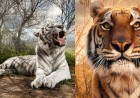 Photographing Tigers: Portraits of Big Cats Unlike Any Before