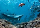 A dolphin named Bubbles makes other fish vomit, then eats it