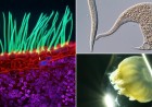 These 16 Nikon Small World in Motion Winners Show Dynamics of Nature at a Microscopic Level