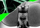 I Trained a Fly’s Brain to Generate WIRED Story Ideas