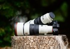 Sony’s new 400mm and 600mm super-telephoto primes make light work of a heavy hobby — here are my favorite wildlife photos I shot with the pair