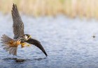 17-Year-Old Photographer Captures ‘Once-in-a-Lifetime’ Shot of Falcon Chasing a Dragonfly