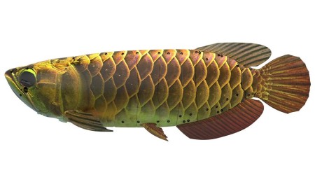 China's autonomous 'bionic robot' fish looks just like the real one, perfect for covert military operations — Robocean BG5 could also be used to track poachers