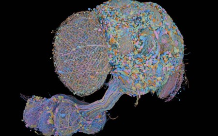 Second complete map of a fruit fly brain completed