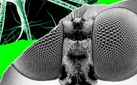 I Trained a Fly’s Brain to Generate WIRED Story Ideas
