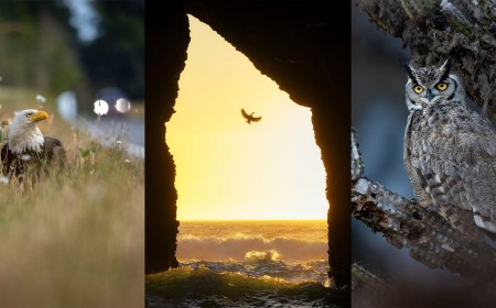 The Majesty of Birds Celebrated in the 2026 Audubon Photography Awards