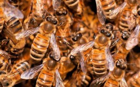 Bring on the AI swarms. They’re the only thing that can defend us now that AI is free