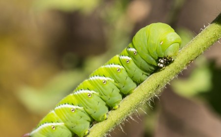 Scientists Put Caterpillars in an Ultraquiet Chamber to Learn How They Hear Without Ears