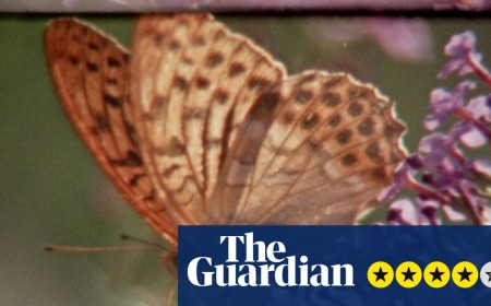 Super Nature review – crowd-sourced Super 8 film is a triumphant collage of hope for the natural world