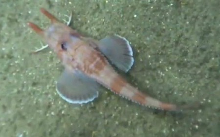 Underwater Camera Captures a Fish Walking Backward for the First Time