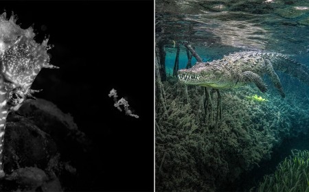 40 Award-Winning Photos From Ocean Photographer of the Year 2026