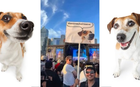 How This Photographer’s Stock Images of Her Dog Became a Viral Meme