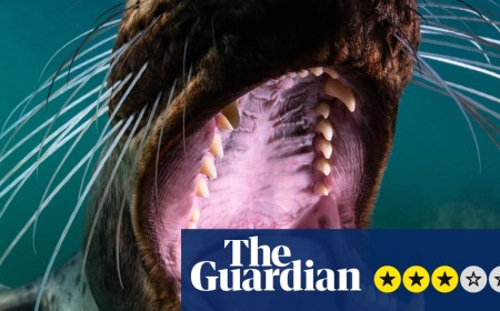 North Sea, Nature Untamed review – stunning footage finds the beauty and splendour under the water