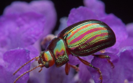 This DPReview community member zooms in on mesmerizing insects using an Olympus OM-D E-M1 Mark II