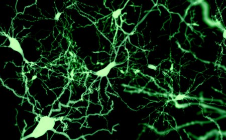 Finding the cells that put our brain to sleep