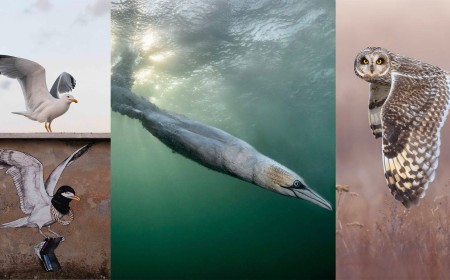 The Phenomenal Winners of Bird Photographer of the Year 2026