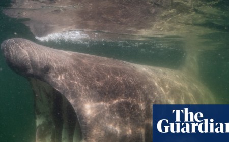 ‘Sharks are my film stars’: how the Jacques Cousteau of the North Sea finally unlocked its beauty