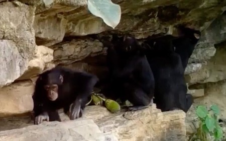 How chimps teach their kids tool tricks