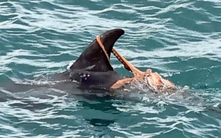 Extraordinary Photos Show Octopus ‘Riding’ a Dolphin