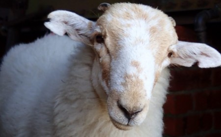 Medieval manuscripts are "biological time capsules" for deadly sheeppox virus