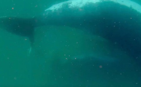 First-of-Its-Kind Footage Captures Humpback Whale Mourning Her Dead Newborn Calf