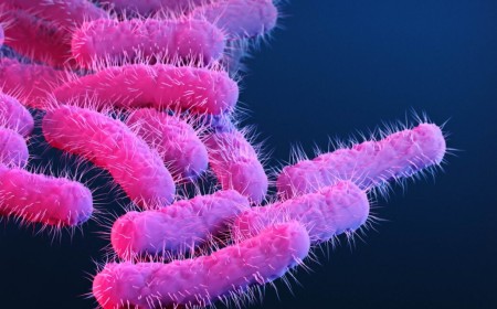 150 research primates got diarrhea, flooding lab with priceless vaccine data